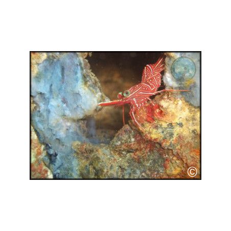 Rhynchocinites durbanensis
