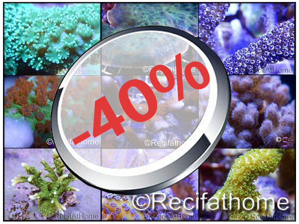 Kit40%Coraux