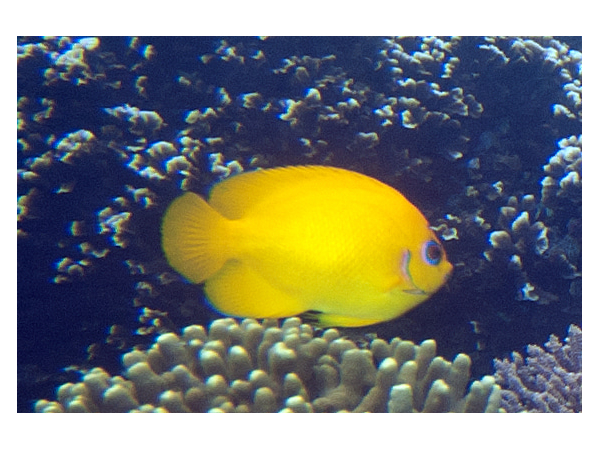 centropyge flavissima