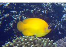 centropyge flavissima