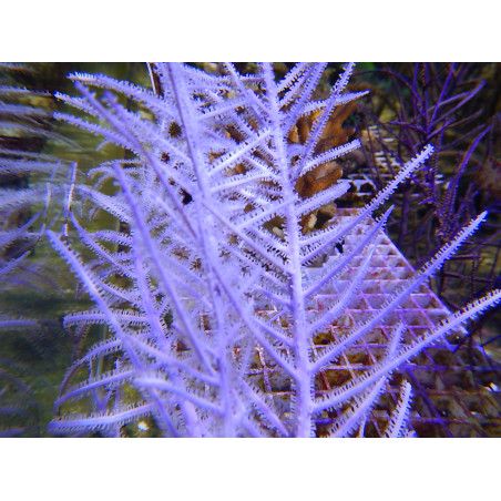 Gorgone symbiotique violette xXL