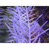Gorgone symbiotique violette xXL