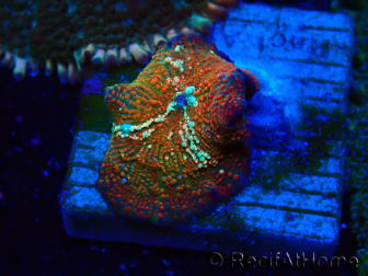 WYSIWYG - Rhodactis 13R2