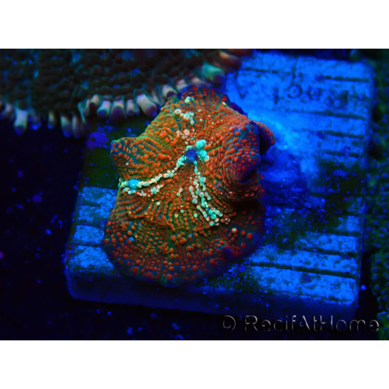 WYSIWYG - Discosoma 13R2