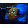 WYSIWYG - Discosoma 13R2
