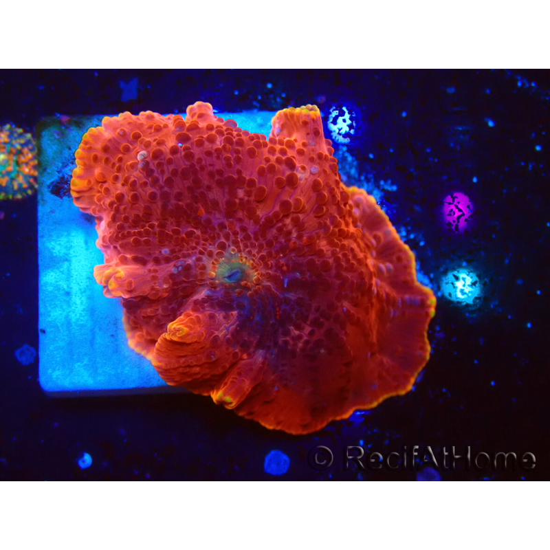 WYSIWYG - Platyzoanthus mussoides 13R6