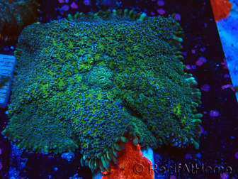 WYSIWYG - Rhodactis sp 13S2