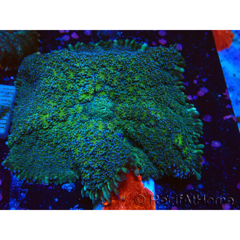 WYSIWYG - Rhodactis sp 13S2
