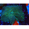 WYSIWYG - Rhodactis sp 13S2