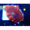 WYSIWYG - Platyzoanthus mussoides 13R6