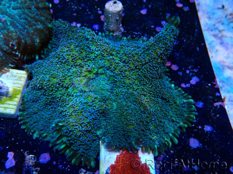 WYSIWYG - Rhodactis sp 13S2