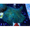 WYSIWYG - Rhodactis sp 13S2