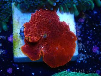 WYSIWYG - Rhodactis sp 13S3