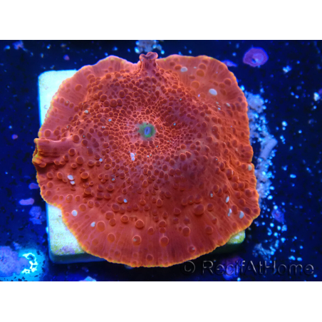 WYSIWYG - Rhodactis sp 13S5