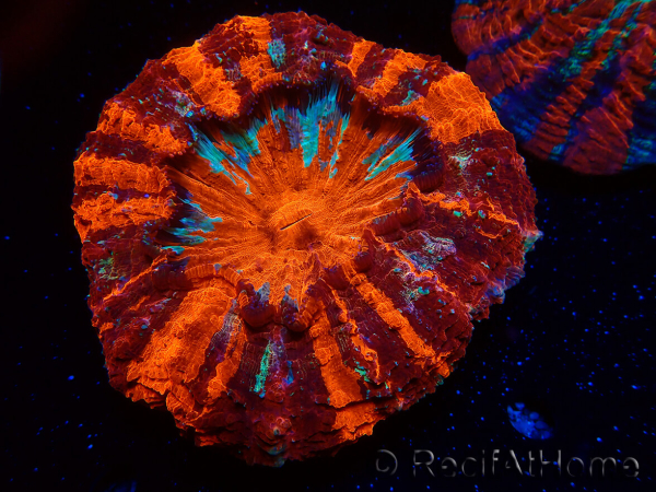 WYSIWYG Acanthophyllia deshayesiana 1 (Skeleton 8 cm/Open 12 cm)