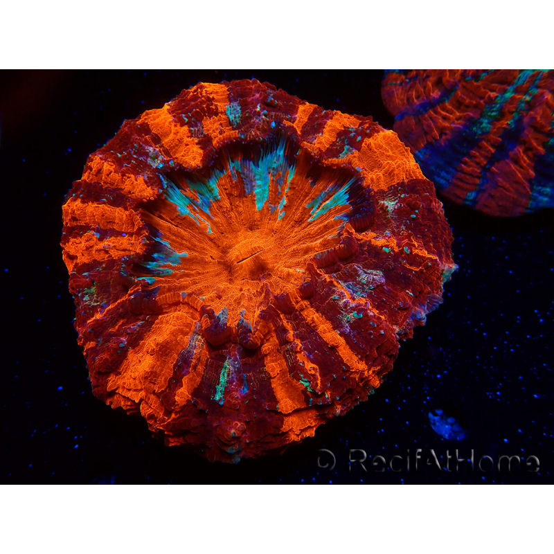 WYSIWYG Acanthophyllia deshayesiana 1 (Skeleton 8 cm/Open 12 cm)