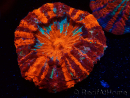 WYSIWYG Acanthophyllia deshayesiana 1 (Skeleton 8 cm/Open 12 cm)