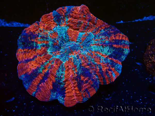 WYSIWYG Acanthophyllia deshayesiana 2 (Skeleton 5 cm/Open 10 cm)