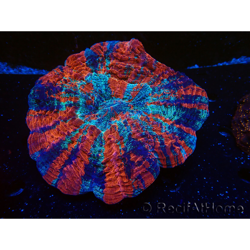 WYSIWYG Acanthophyllia deshayesiana 2 (Skeleton 5 cm/Open 10 cm)