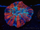 WYSIWYG Acanthophyllia deshayesiana 2 (Skeleton 5 cm/Open 10 cm)