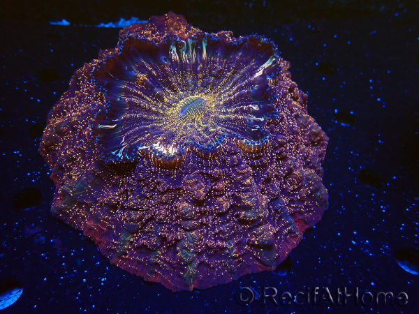 WYSIWYG Acanthophyllia deshayesiana 3 (Skeleton 7 cm/Open 17 cm)