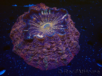 WYSIWYG Acanthophyllia deshayesiana 3 (Skeleton 7 cm/Open 17 cm)