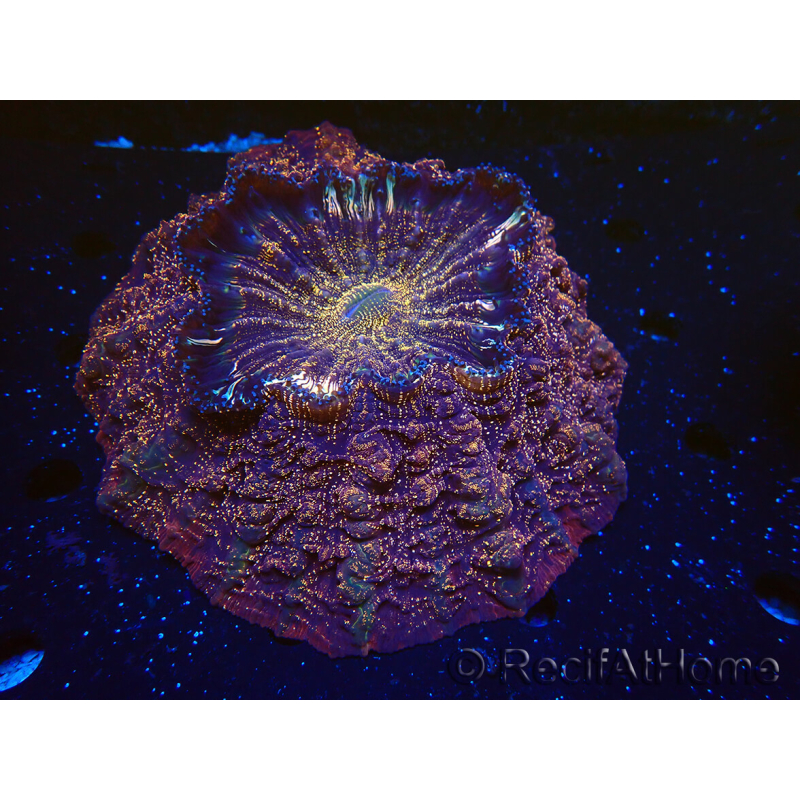 WYSIWYG Acanthophyllia deshayesiana 3 (Skeleton 7 cm/Open 17 cm)