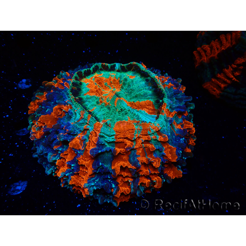 WYSIWYG Acanthophyllia deshayesiana 5 (Skeleton 7 cm/Open 10 cm)