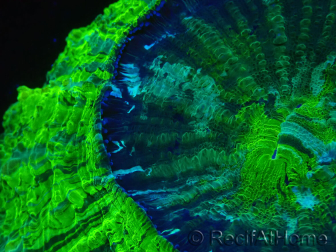 WYSIWYG Acanthophyllia deshayesiana (Skeleton 4 cm/Open 7 cm)