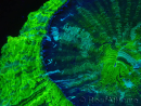 WYSIWYG Acanthophyllia deshayesiana (Skeleton 4 cm/Open 7 cm)