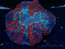 WYSIWYG Acanthophyllia deshayesiana 2 (Skeleton 5 cm/Open 10 cm)