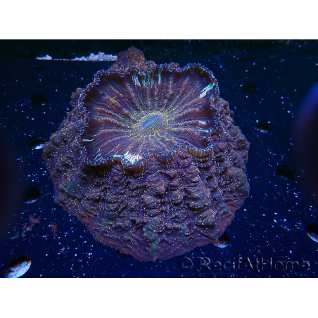 WYSIWYG Acanthophyllia deshayesiana 3 (Skeleton 7 cm/Open 17 cm)