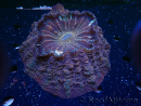 WYSIWYG Acanthophyllia deshayesiana 3 (Skeleton 7 cm/Open 17 cm)