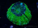 WYSIWYG Acanthophyllia deshayesiana (Skeleton 4 cm/Open 7 cm)