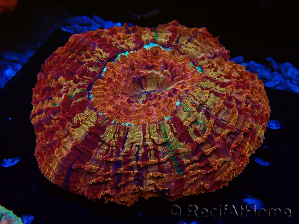 WYSIWYG Acanthophyllia deshayesiana 9 (Skeleton 4 cm/Open 9 cm)