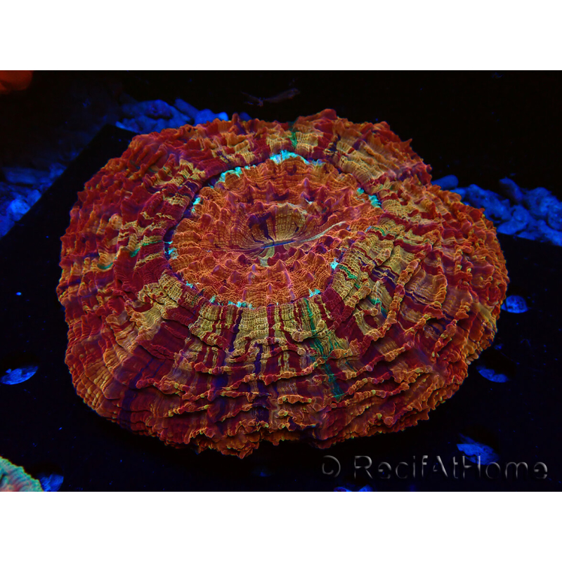 Acanthophyllia Donut 3E - WYSIWYG
