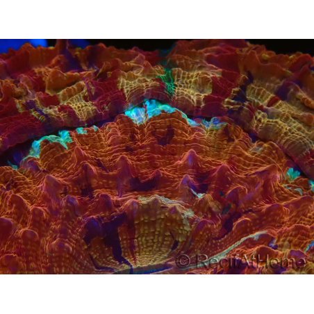 WYSIWYG Acanthophyllia deshayesiana 9 (Skeleton 4 cm/Open 9 cm)