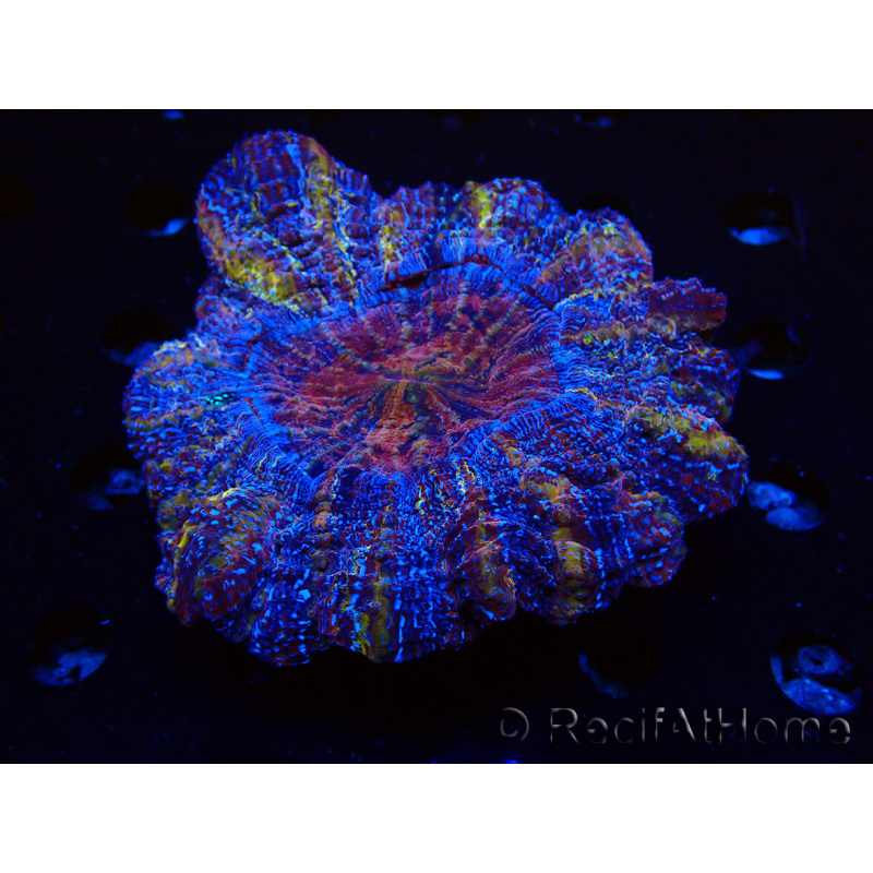WYSIWYG Acanthophyllia deshayesiana (Skeleton 4 cm/Open 7 cm)