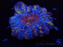 WYSIWYG Acanthophyllia deshayesiana (Skeleton 4 cm/Open 7 cm)