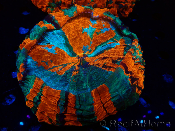 WYSIWYG Acanthophyllia deshayesiana (Skeleton 4 cm/Open 7 cm)