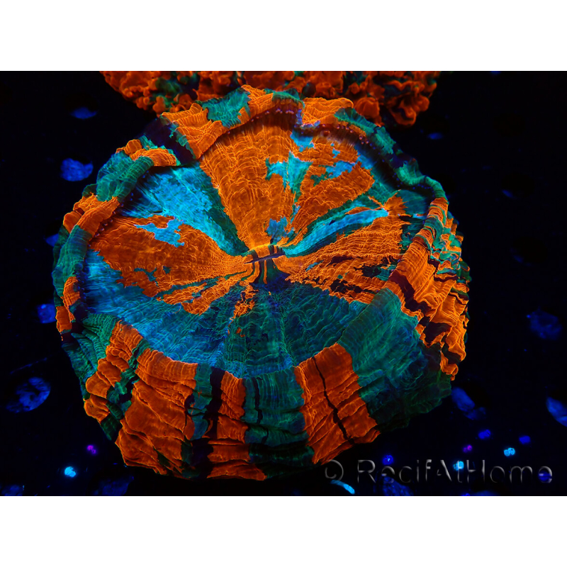 WYSIWYG Acanthophyllia deshayesiana (Skeleton 4 cm/Open 7 cm)
