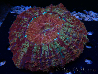 WYSIWYG Acanthophyllia deshayesiana 9 (Skeleton 4 cm/Open 9 cm)