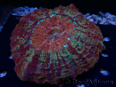 WYSIWYG Acanthophyllia deshayesiana 9 (Skeleton 4 cm/Open 9 cm)