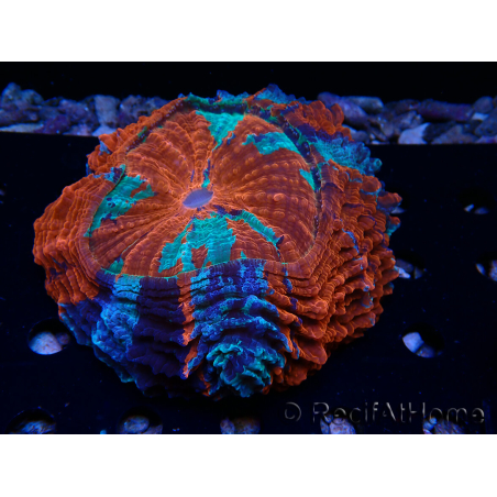 WYSIWYG Acanthophyllia deshayesiana (Skeleton 4 cm/Open 7 cm)