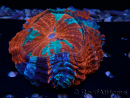 WYSIWYG Acanthophyllia deshayesiana (Skeleton 4 cm/Open 7 cm)