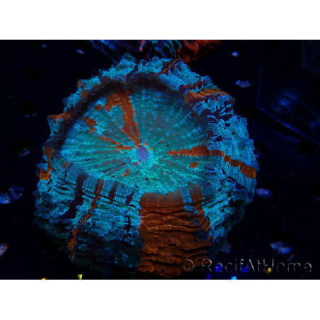 WYSIWYG Acanthophyllia deshayesiana (Skeleton 4 cm/Open 7 cm)