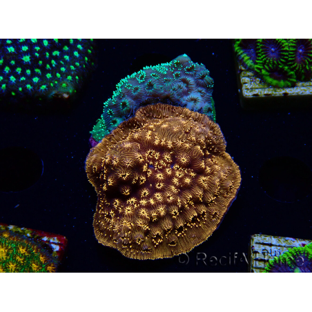 WYSIWYG - RAH Pavona maldivensis Duo Verde/Naranja 3C4