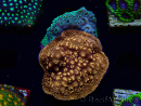 WYSIWYG - RAH Pavona maldivensis Duo Verde/Arancione 3C4