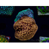 WYSIWYG - RAH Pavona maldivensis Duo Verde/Arancione 3C4