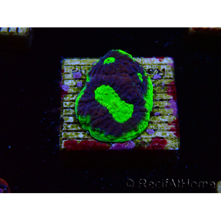 WYSIWYG - RAH Goniastrea UFO 3H6